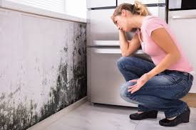  , CA Mold Removal Pros